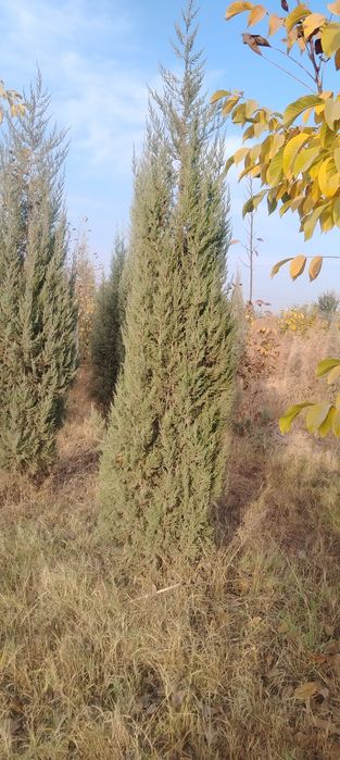 Маржавинка и галубой кепарист