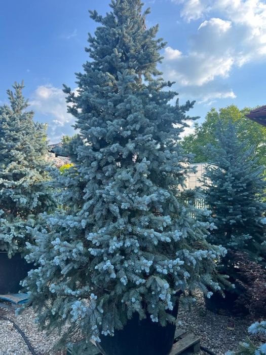 Brazi pentru sarbatori taiați si la ghiveci