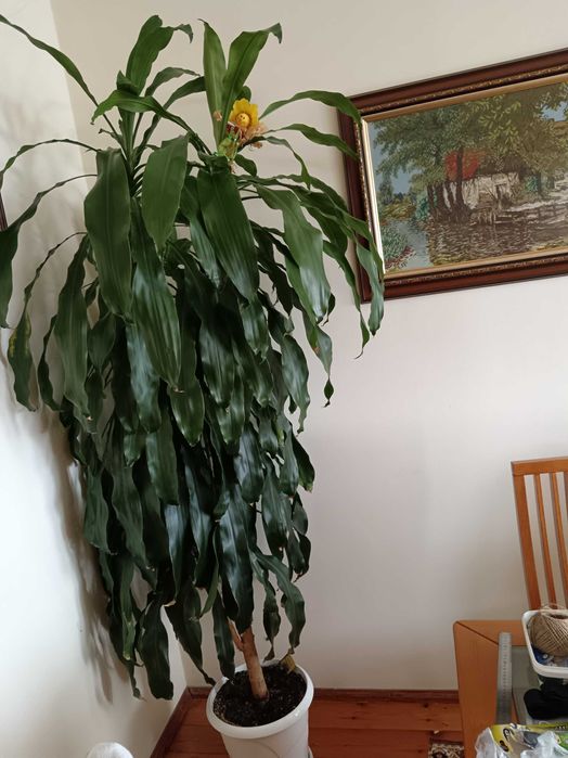 драцена стайно растение