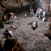 Vând viței și vitele Baltata românească