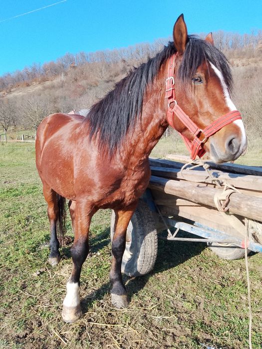 Vând armăsar de 4 ani