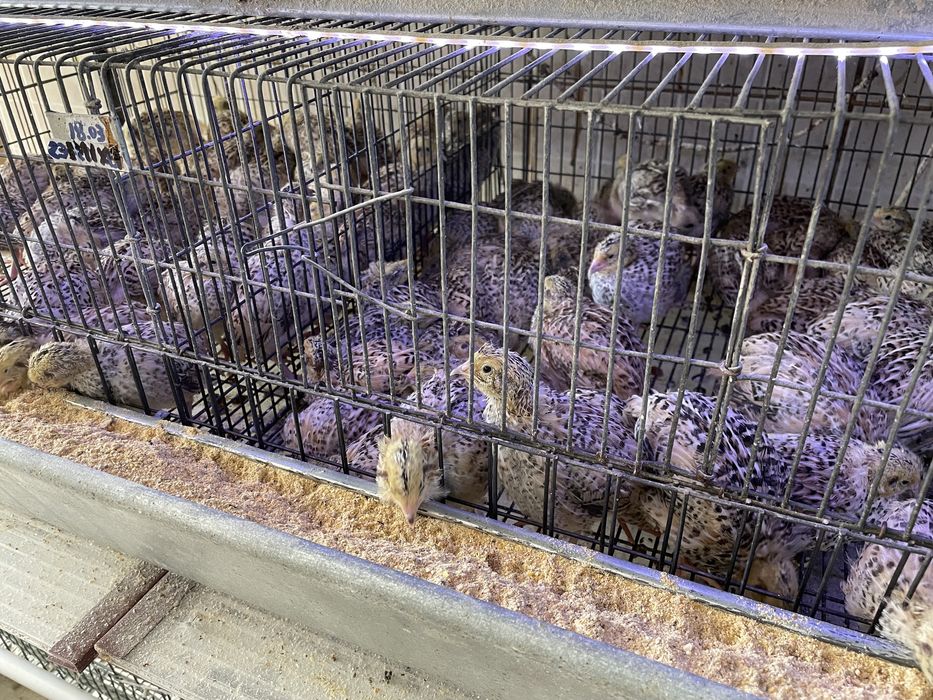 Pui prepelita rasa mixta