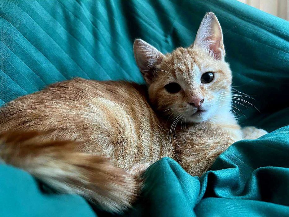 3,5-месечно рижо котенце търси дом