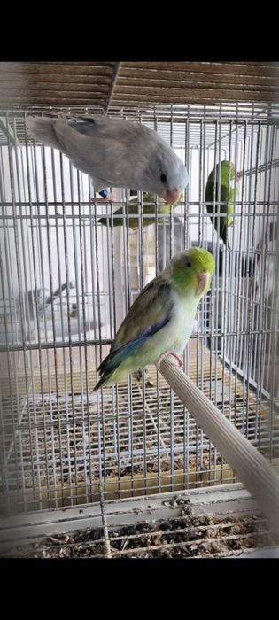 Papagal 2 pereche Forpus