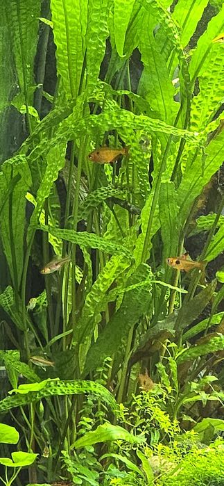 Plante acvariu acvaristica