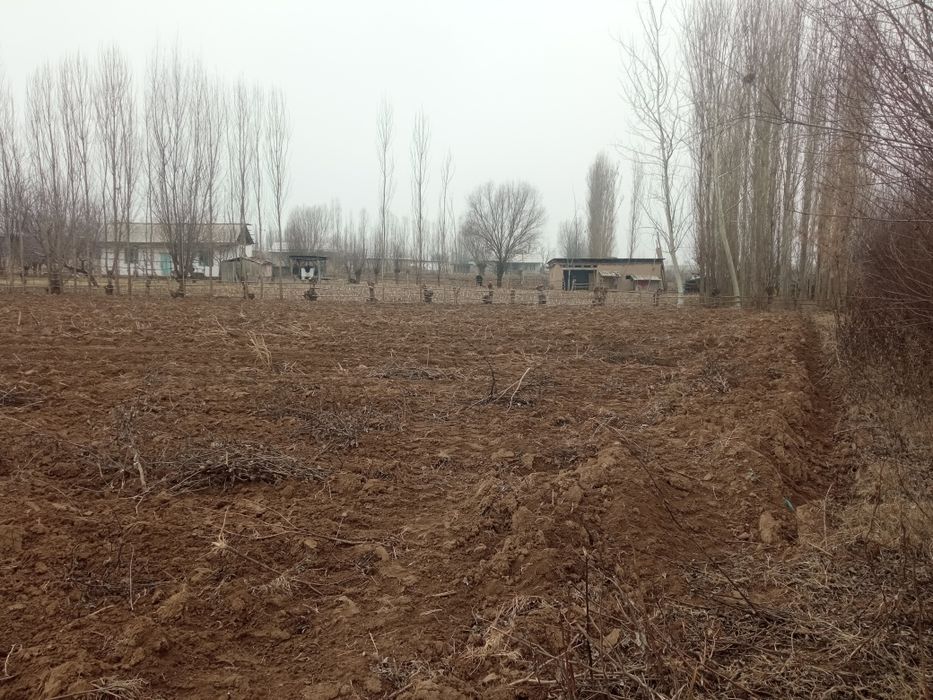 20 Soʻtix yer maydoni