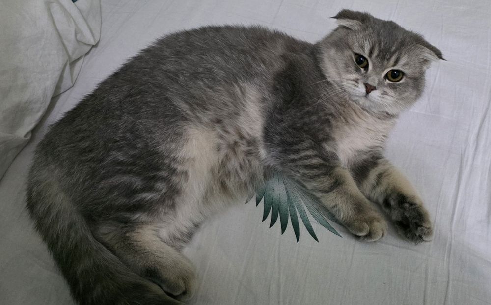 Prodayotsya Chistakrovniy paren