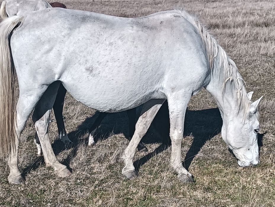 Vând iapa lipitan gestanta și cu mânză lângă ea cu pedigree