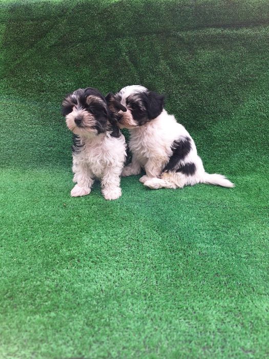 Бивър йоркширски териер