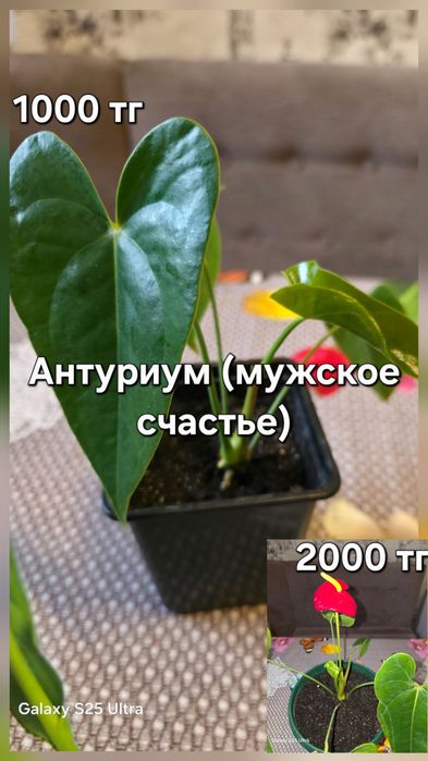 Продам комнатные растения