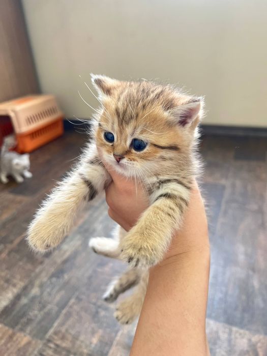 Тигровни шиншилла