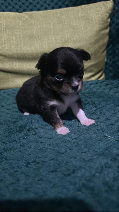 Chihuahua mini toy