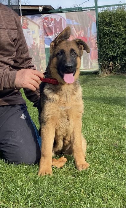 Pui ciobanesc german cu pedigree