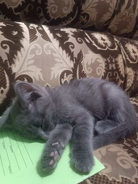 Отдам котенка. 2 месяца. Мальчик