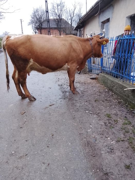 Vaca este inca in garanție