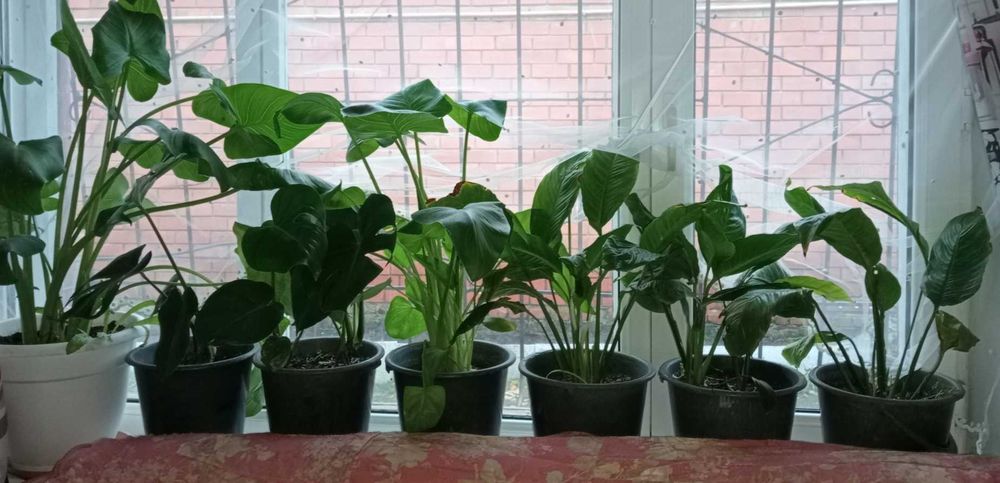 Цветы комнатные.