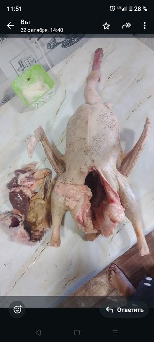 Продаю домашних гусей,вкусные,пальчики оближешь ) упитанные на зерне