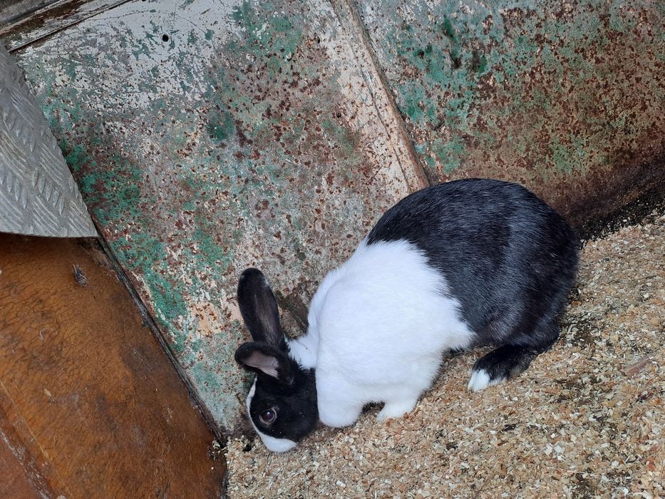 Iepuri taycun francez