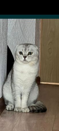 Вязка. Вислоухий шиншиловый кот, имеет родословную  ждёт дам .