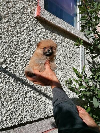 Померан - кученца