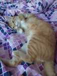 ofer spre adopție 3 pisici, 2 băieți și o fată
