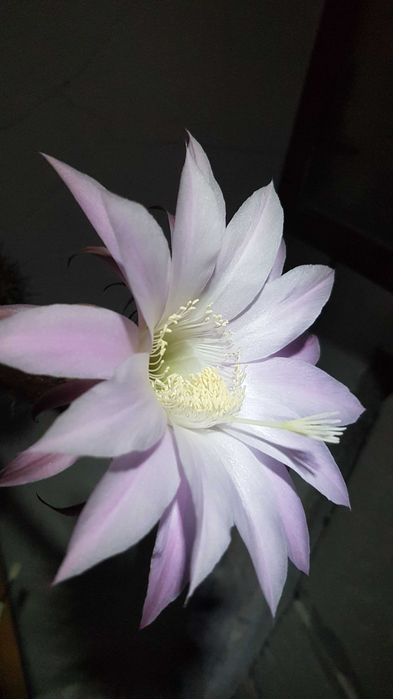 Cactus Echinopsis tubiflora