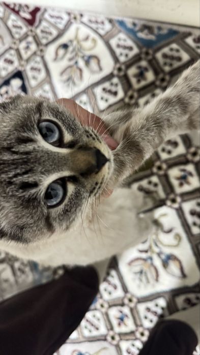 Scotish fold short hair pruvaznoy onasi fold otasi straight