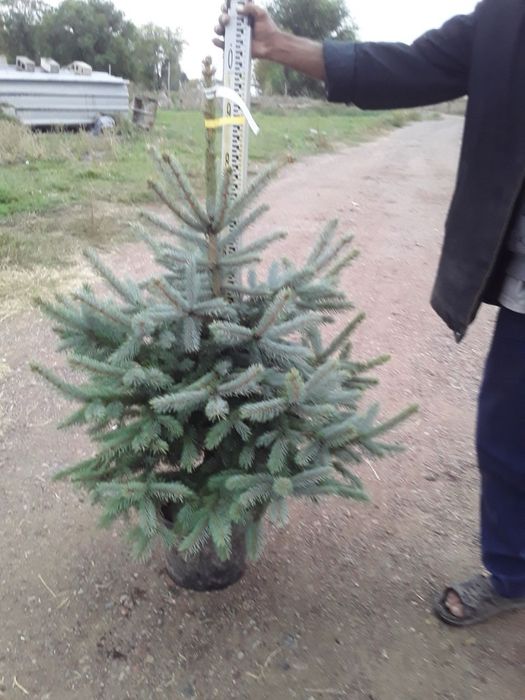 Ель голубая блю дамент супер блю глаук пихта на продаже