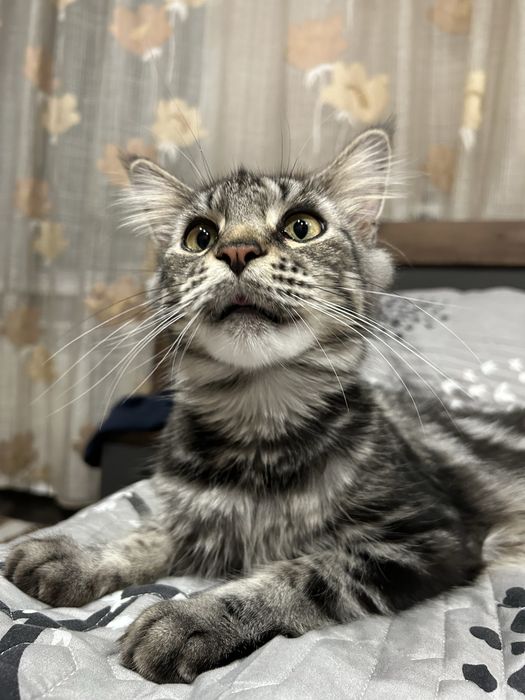 Продам кошку мэйн-куна