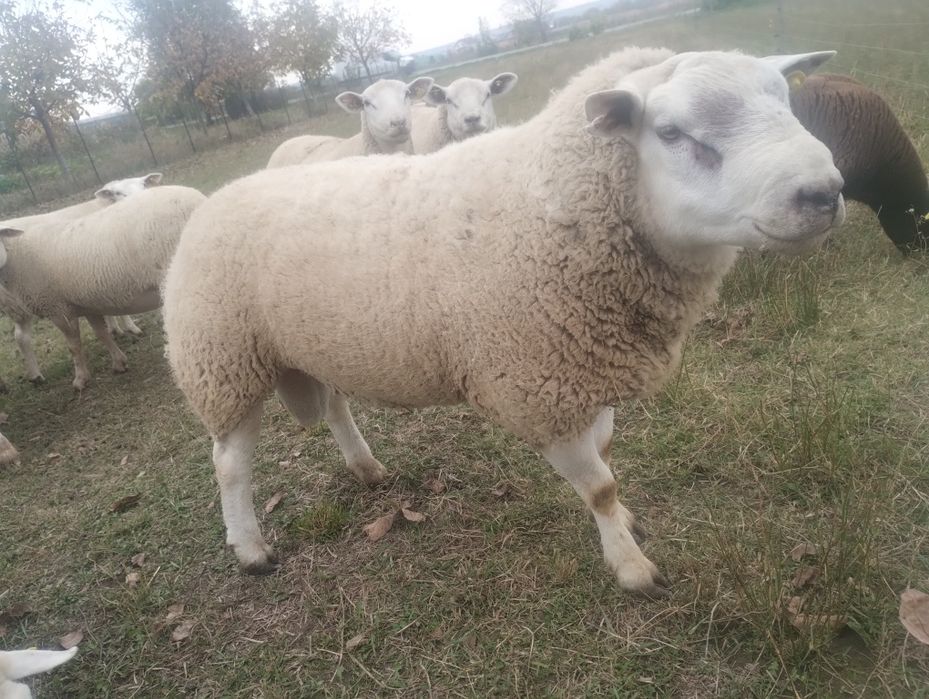 Vând berbec texel