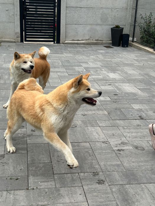Akita inu japonez