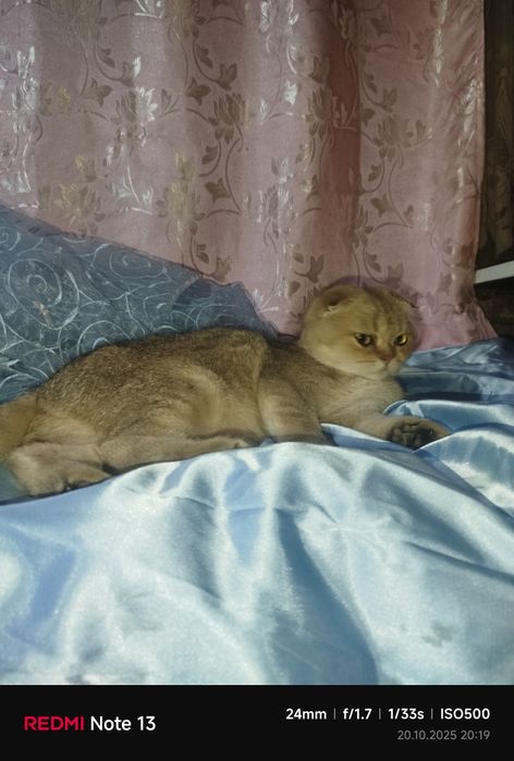 Продаётся чистокровная шиншилла