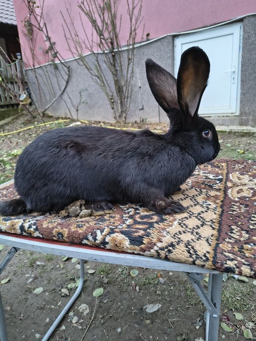 Mascul Pestriț German