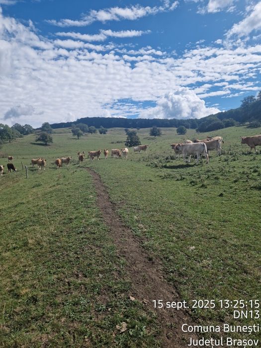 Vand 25 Juninci Gestante Aubrac