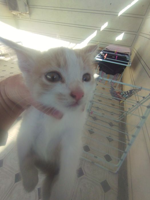 Отдам даром котят