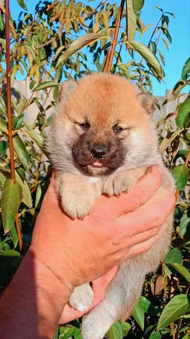 Pui Shiba Inu cu Pedigree Tip A – canisă FCI