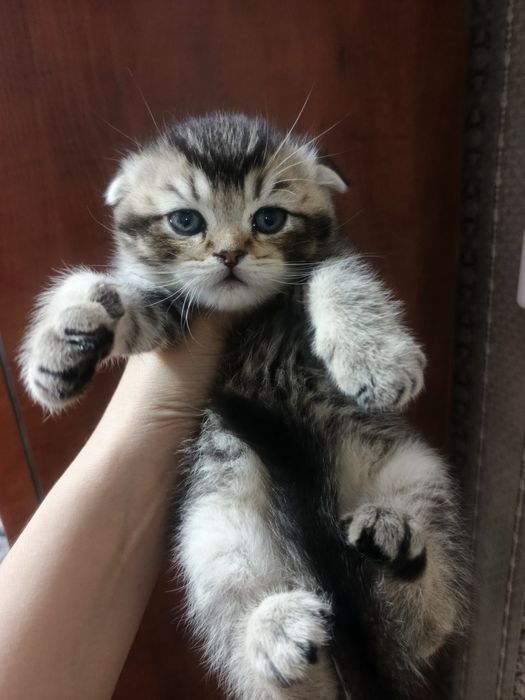 Котята скотиш фолд