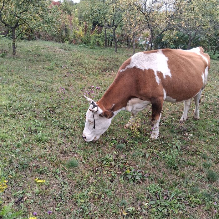 Vând vacă de lapte