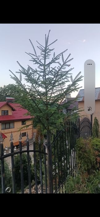 Vând brazi de nuntă