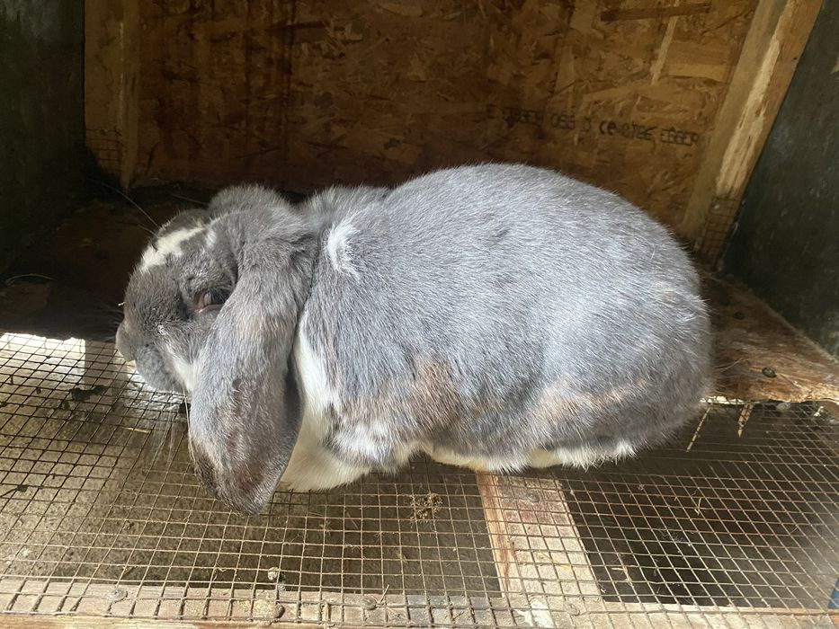 Vand douo iepuroaice