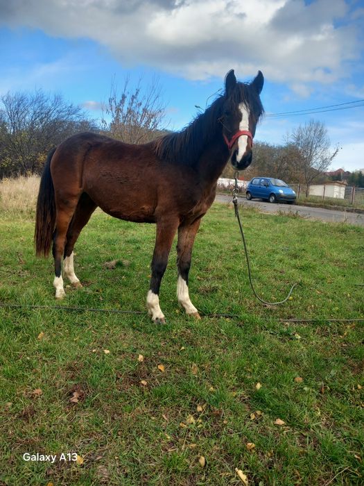 Vând manza de un an