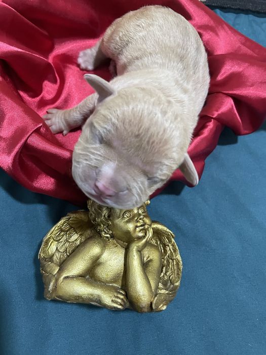 American bully poket si standard