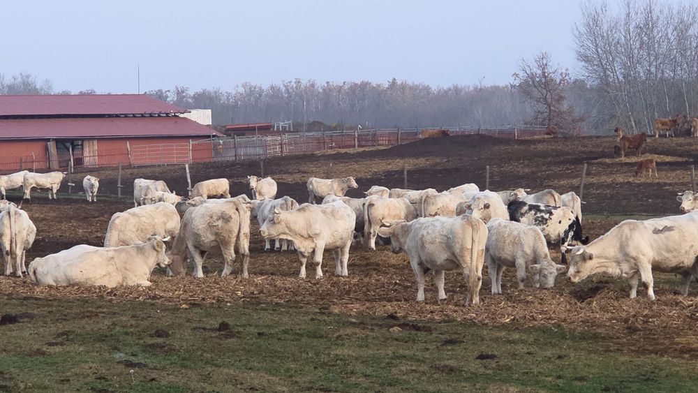 Vaci și juninci gestante Charolaise