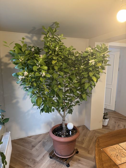 Lamai citrus in ghiveci