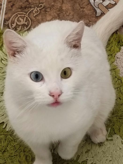 В добрые руки котика. Выкинули малыша на улицу. Ему год.