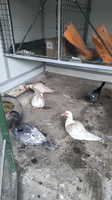 Vând 4 rate mute lesesti Mulard.