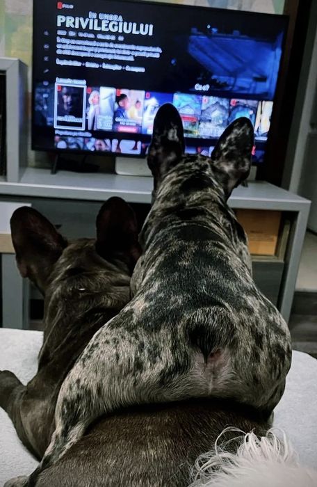 Cazare animale de companie