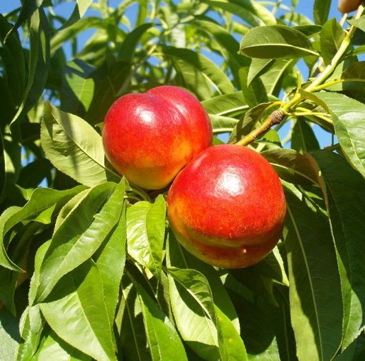 Pomi fructiferi La Ghiveci (Nectarin)