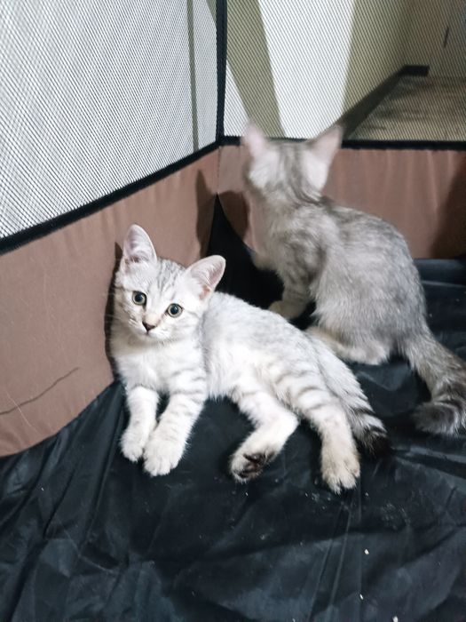 Продается катята шиншила
