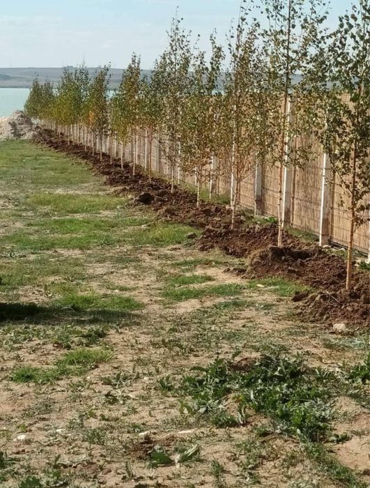 Mesteacan,tei, plantan  transport oriunde in tara